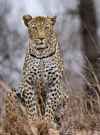 022_Leopard_South Africa