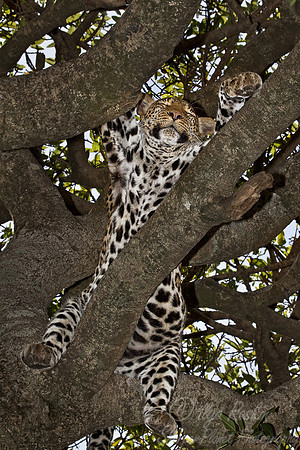 057 Leopard (Panthera pardus) Masai Mara Kenya