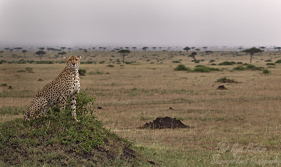 053 Cheetah (Acinonyx jubatus) - Masai Mara Kenya