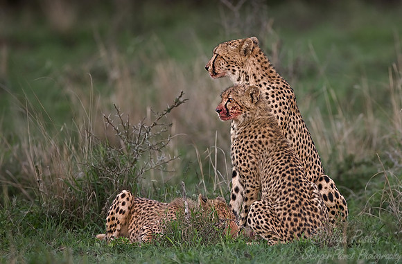 040_Cheetahs_South Africa