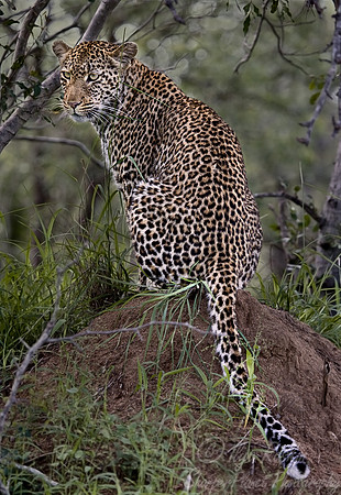 018_Leopard_South Africa