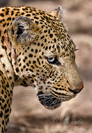028_Leopard_South Africa
