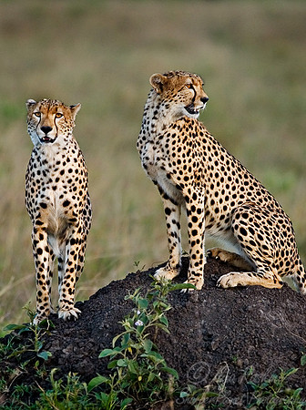 007_Cheetahs_Kenya