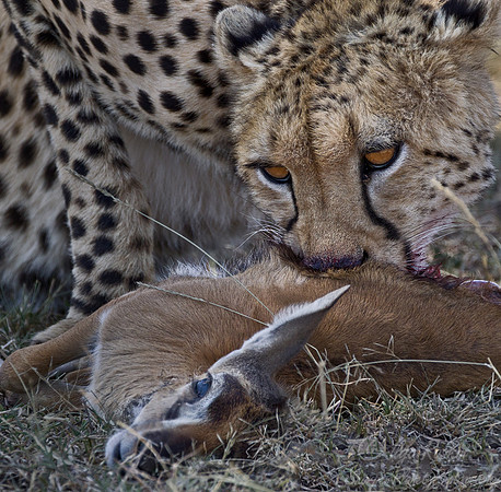 044 Cheetah (Acinonyx jubatus) - Masai Mara Kenya