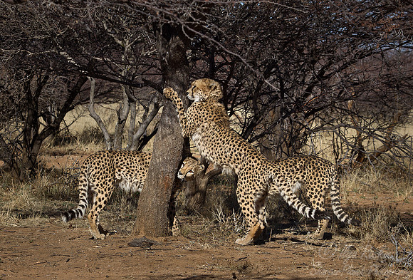 070 Cheetah (Acinonyx jubatus) - Etosha Namibia