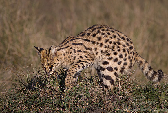 056 Serval (Leptailurus serval) - Masai Mara Kenya