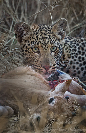 066 Leopard (Panthera pardus) -  Etosha Namibia