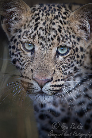 064 Leopard (Panthera pardus) - Etosha Namibia