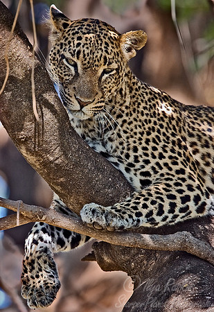 001_Leopard_Kenya