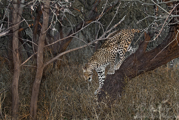 067 Leopard (Panthera pardus) -  Etosha Namibia