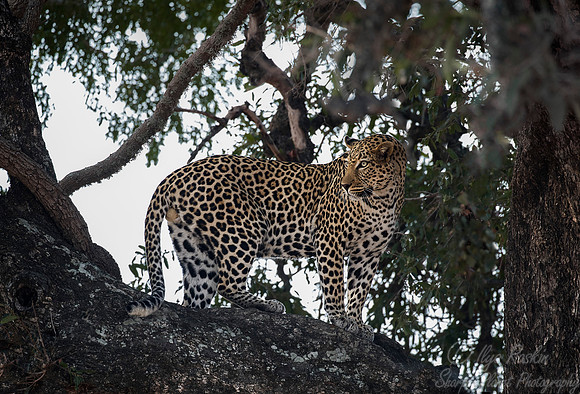 079 Leopard (Panthera pardus) - KNP South Africa