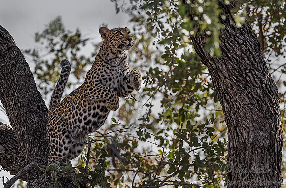 083 Leopard (Panthera pardus) - KNP South Africa