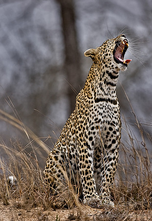 023_Leopard_South Africa