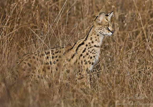 029_Cerval_Tanzania