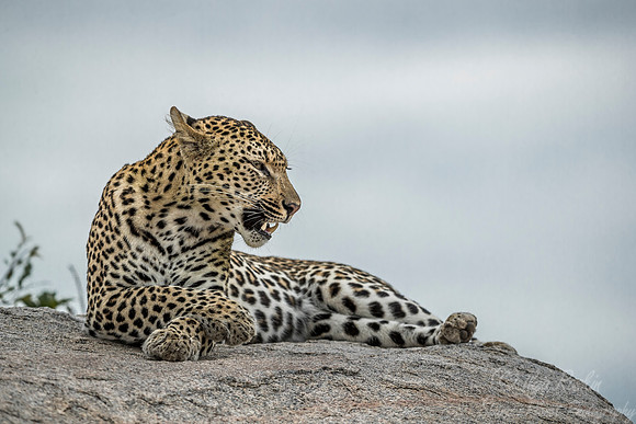 124 Leopard (Panthera pardus) - Sabi Sands South Africa