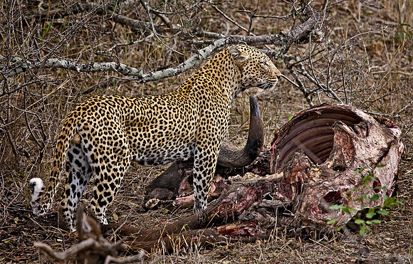 026_Leopard_South Africa