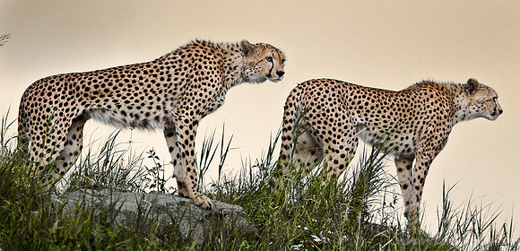 012_Cheetahs_Tanzania