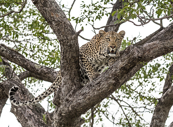 107 Leopard (Panthera pardus) - Sabi Sands South Africa