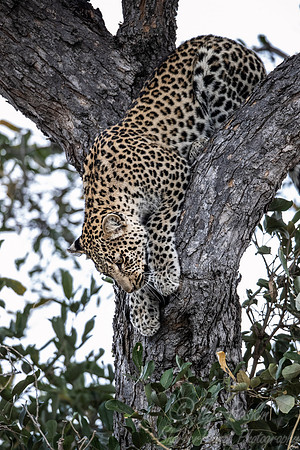 156 Leopard  (Panthera pardus) - KNP South Africa