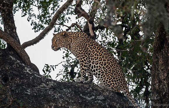 080 Leopard (Panthera pardus) - KNP South Africa