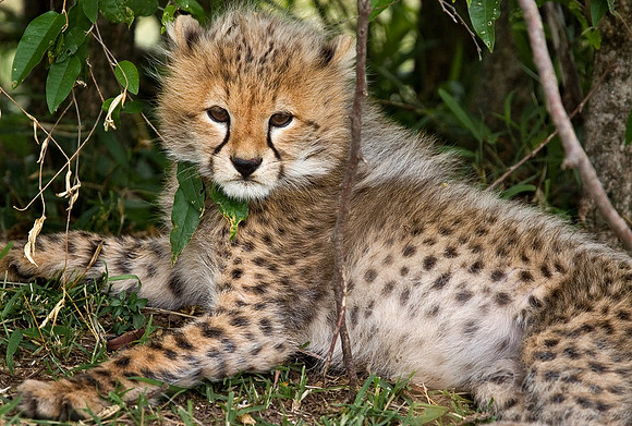 011_Cheetah Cub_Kenya