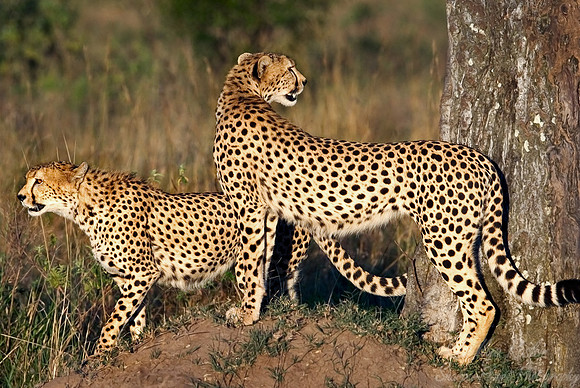 005_Cheetahs_Kenya