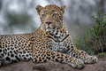 089 Leopard (Panthera pardus) - Sabi Sands South Africa