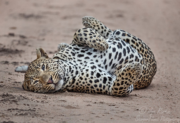 115 Leopard (Panthera pardus) - Sabi Sands South Africa