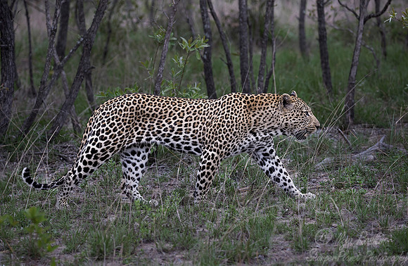 114 Leopard (Panthera pardus) - Sabi Sands South Africa