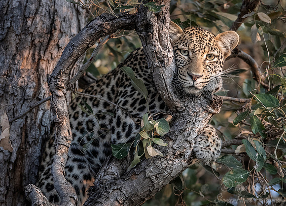 148 Leopard  (Panthera pardus) - KNP South Africa