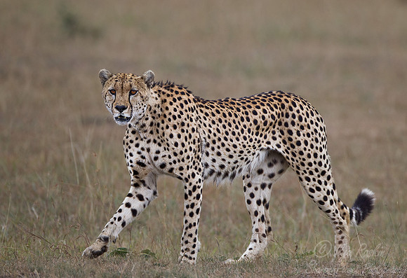 051 Cheetah (Acinonyx jubatus) - Masai Mara Kenya