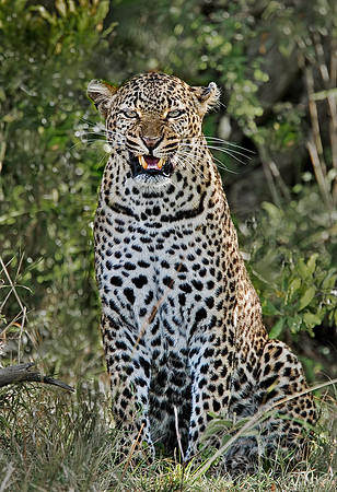 003_Leopard_Kenya