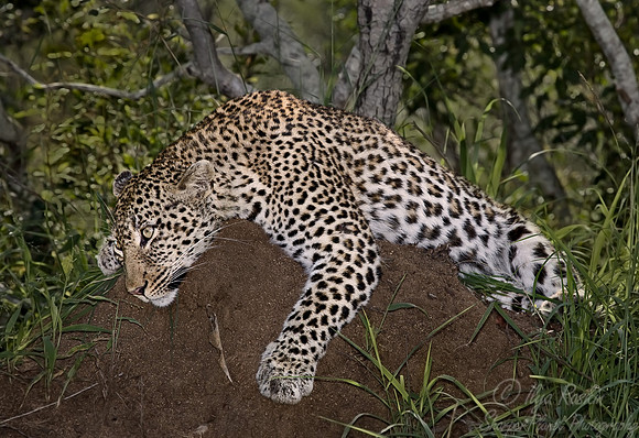 016_Leopard_South Africa