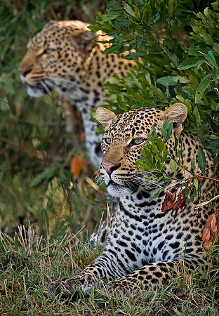 004_Leopards_Kenya