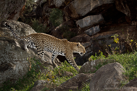 062 Leopard (Panthera pardus) Masai Mara Kenya