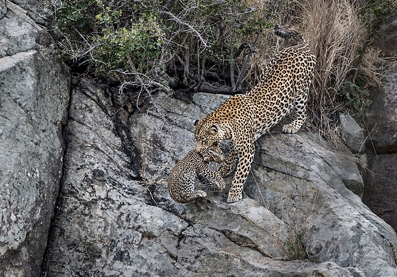 142 Leopard  (Panthera pardus) - KNP South Africa