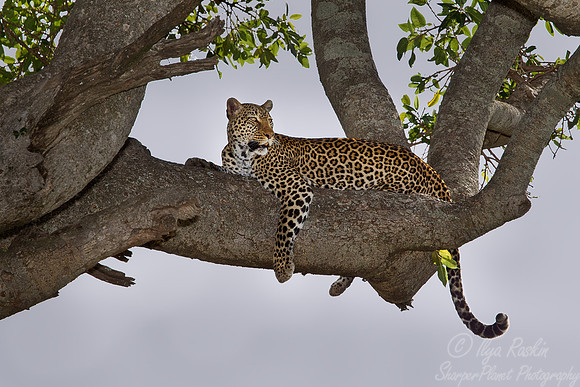 059 Leopard (Panthera pardus) Masai Mara Kenya