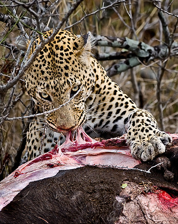 024_Leopard_South Africa