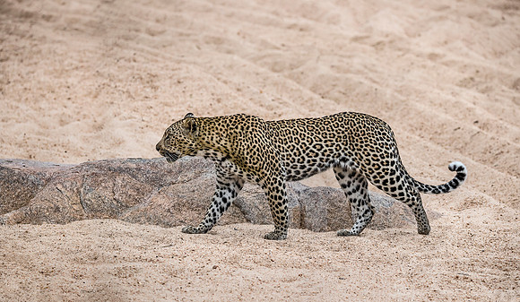 123 Leopard (Panthera pardus) - Sabi Sands South Africa