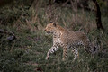 093 Leopard (Panthera pardus) - Sabi Sands South Africa