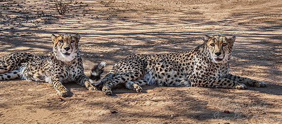 185 Cheetahs (Acinonyx jubatus) - Namibia