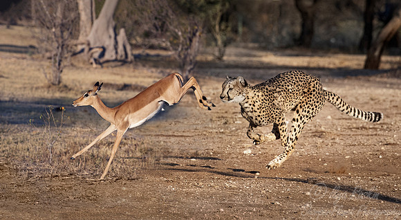 176 Cheetah (Acinonyx jubatus) chasing impala - Namibia