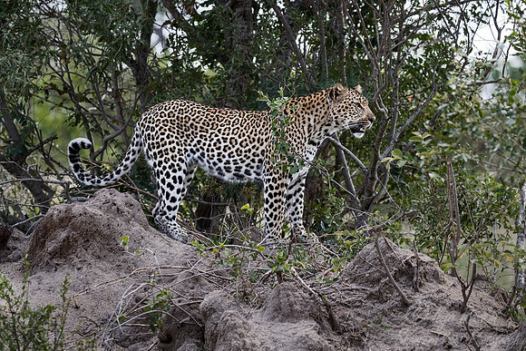 110 Leopard (Panthera pardus) - Sabi Sands South Africa