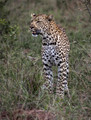 100 Leopard (Panthera pardus) - Sabi Sands South Africa