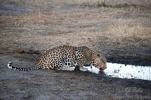 170 Leopard  (Panthera pardus) - Moremi region Botswana