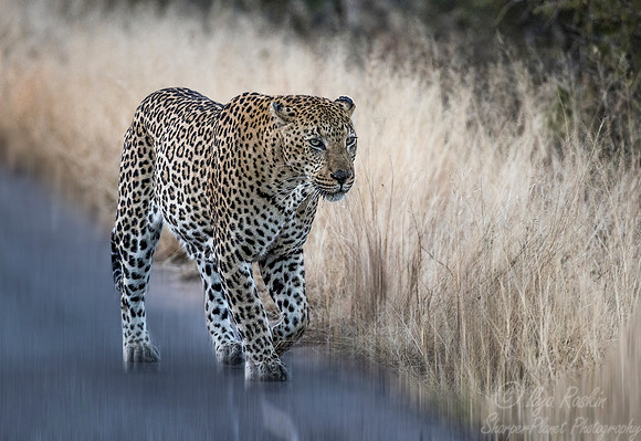 161 Leopard  (Panthera pardus) - KNP South Africa