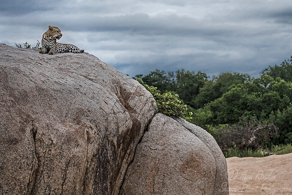 126 Leopard (Panthera pardus) - Sabi Sands South Africa