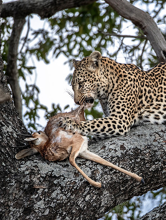 145 Leopard  (Panthera pardus) - KNP South Africa