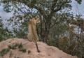 090 Leopard (Panthera pardus) - Sabi Sands South Africa