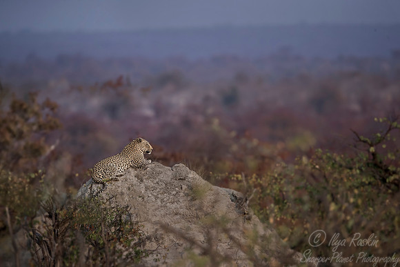 159 Leopard  (Panthera pardus) - KNP South Africa